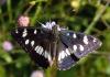 Limenitis reducta